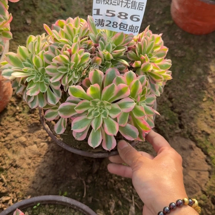 1586二号棚女巫缀G