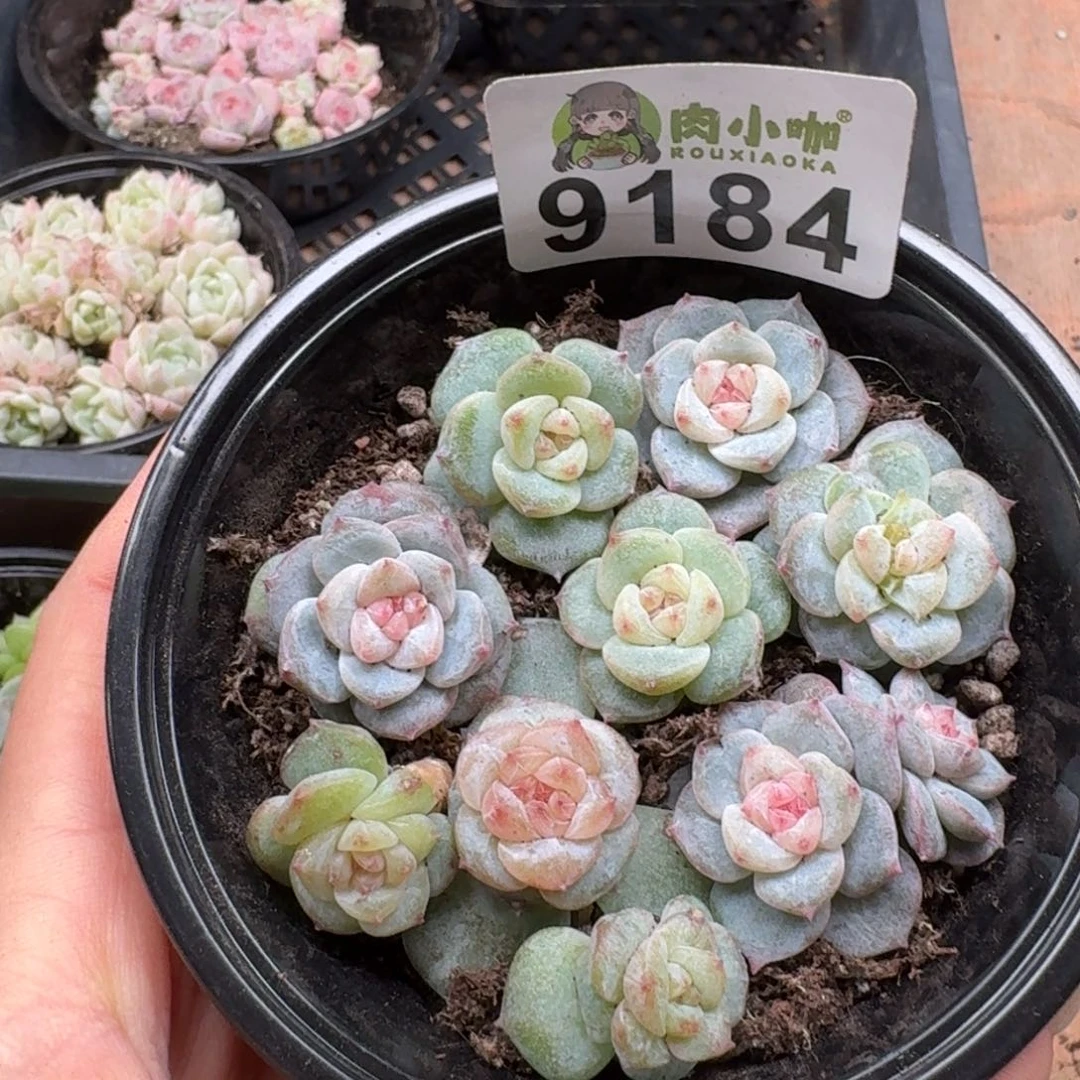 多肉植物多肉植物