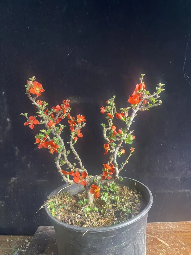 耐寒好养四季海棠盆栽适合室内外种植各种品种花卉