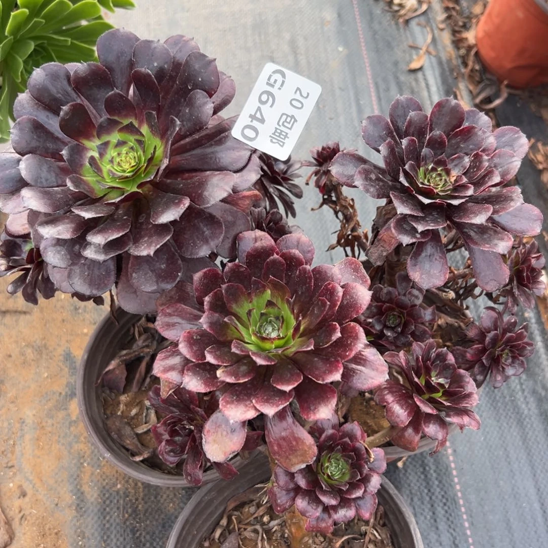 3颗组合墨颜，处理，多肉法师