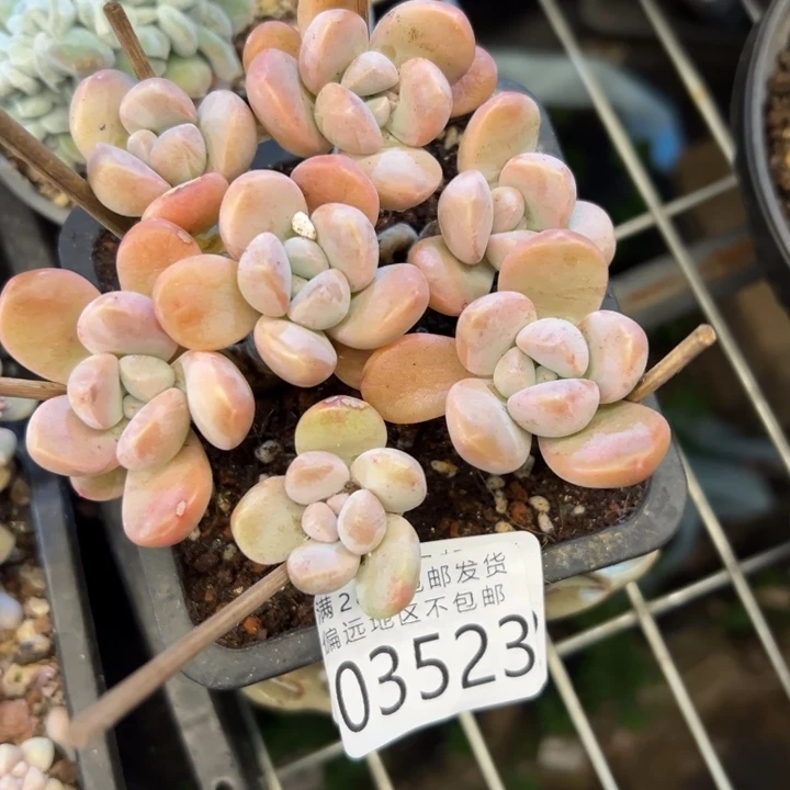 幸运的是你还没遇到那个