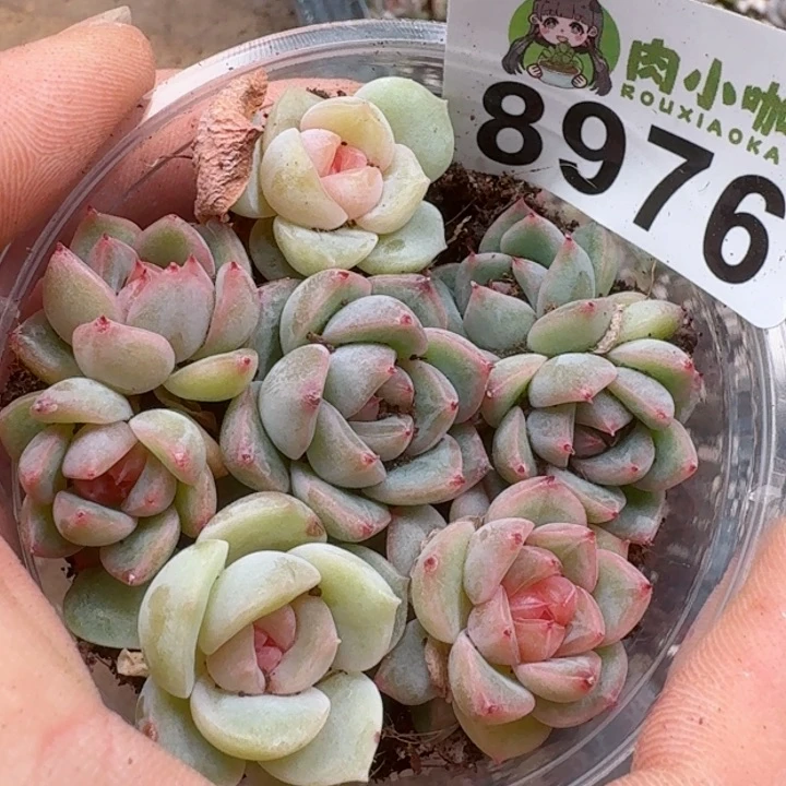 多肉植物多肉植物