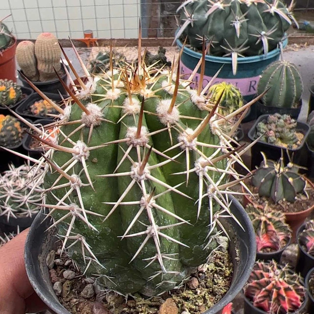 【闪购商品】实生仙人球