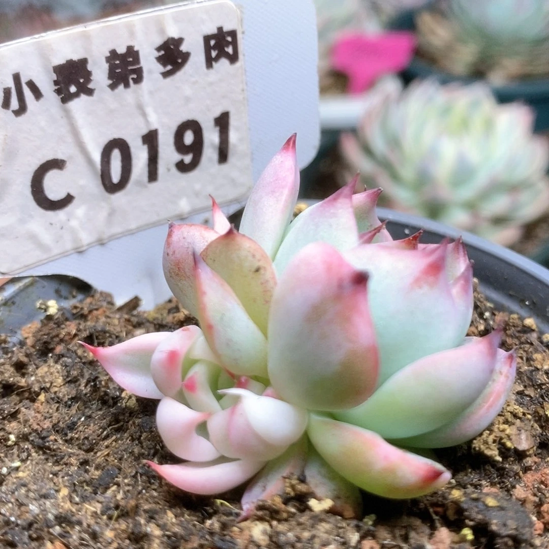 C191覆轮锦锦锦锦锦