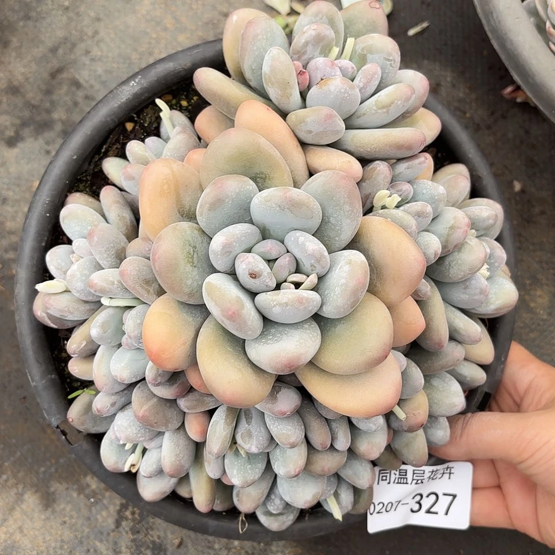 同温层多肉香水327