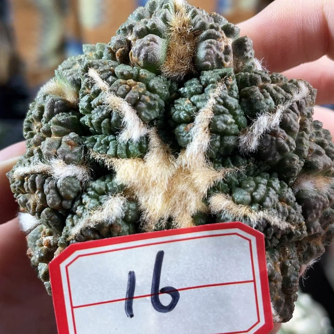 16号无根真正的龟甲牡丹无根