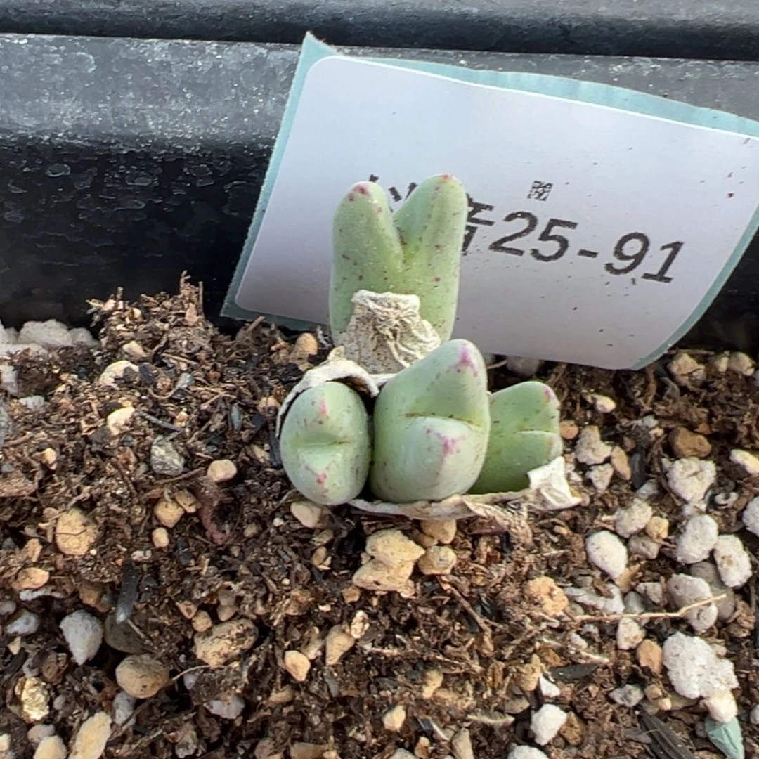 25-91肉锥多肉植物大战