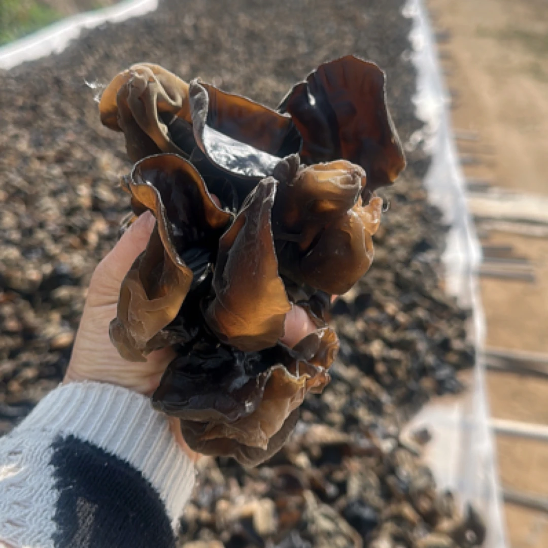 2025沂蒙山大地头茬新鲜黑木耳250g-2500g中国美味蘑菇木耳