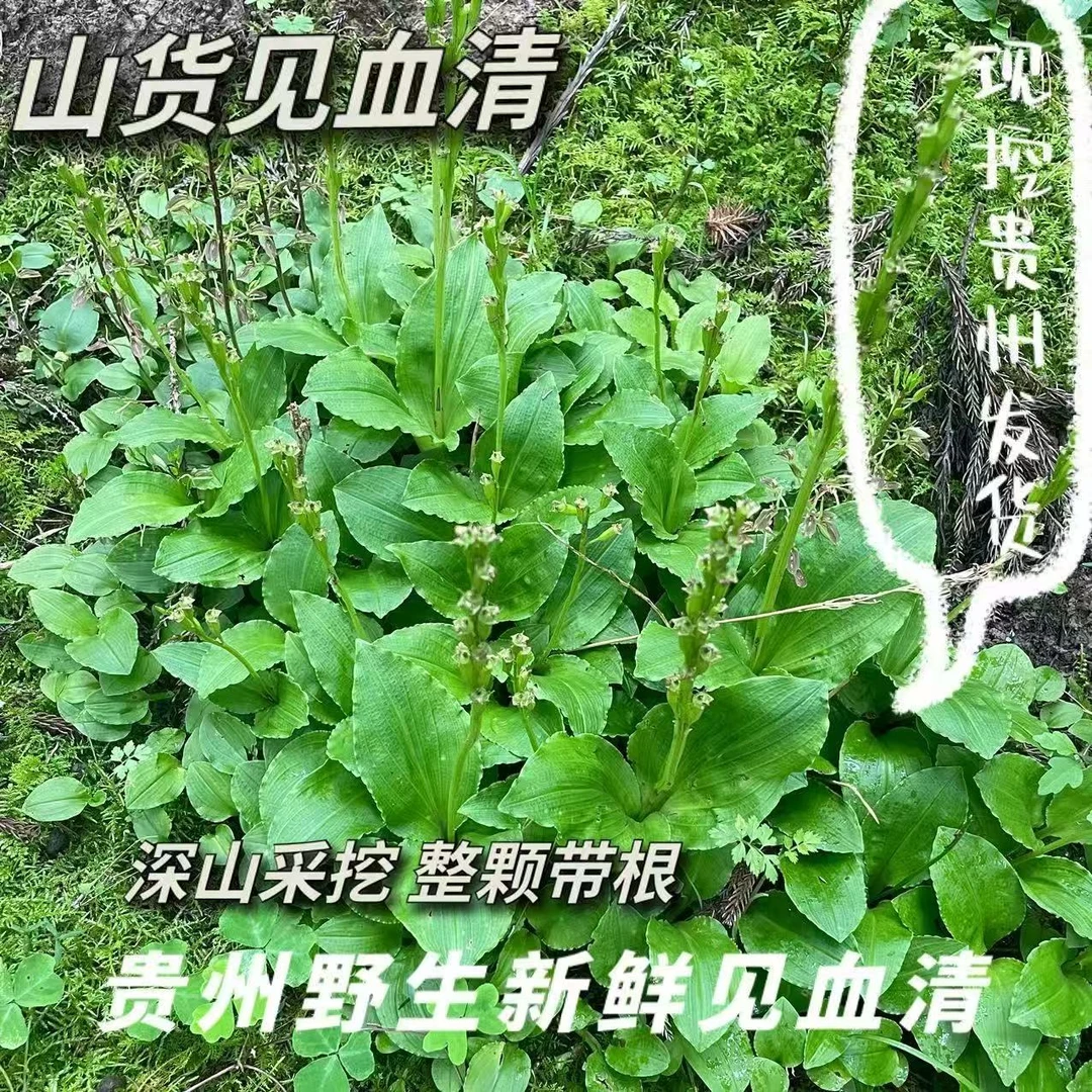 贵州正宗野生新鲜见血清羊儿蒜适合盆栽居家驱虫中药材凉粉草新鲜