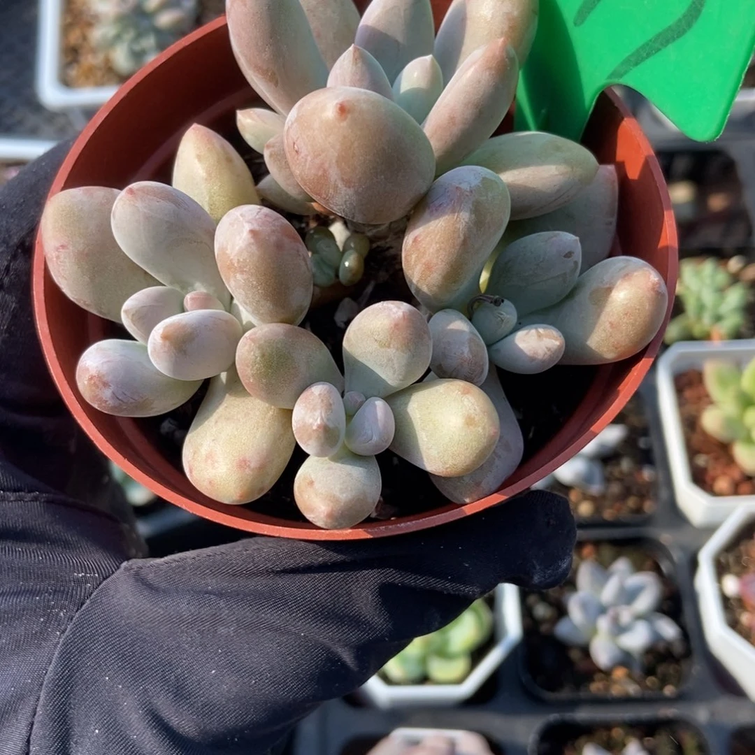 777原始虞美人多肉植物保护