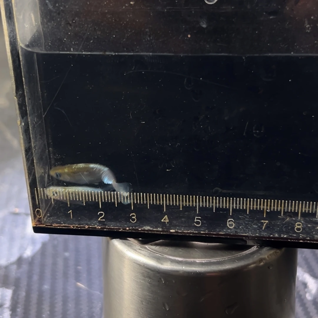 海水鱼你自己想见的角度讲