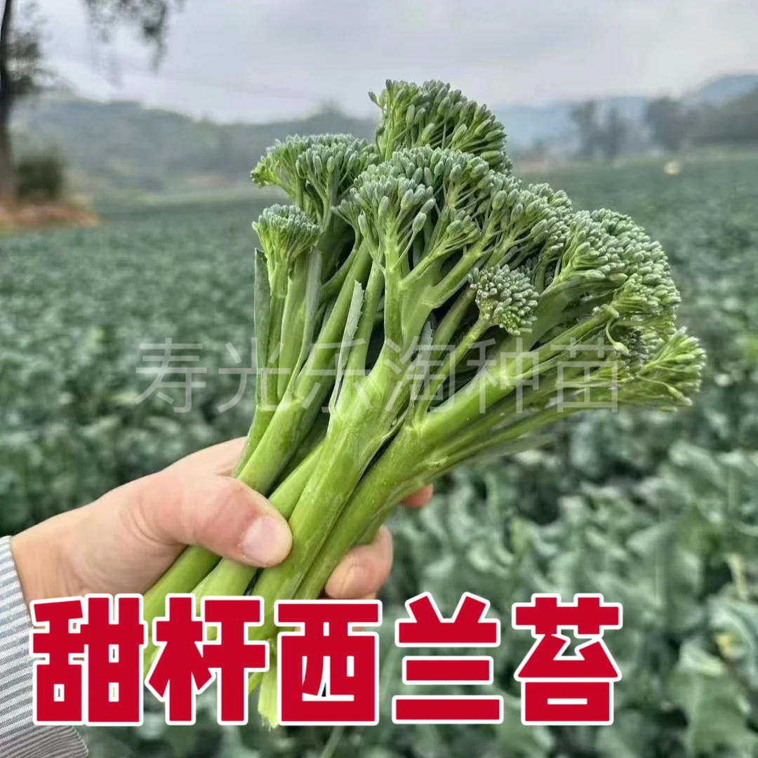 西兰苔菜苔花盆世界种植带土寿光基地直发对版多茬采收西兰苔秧苗