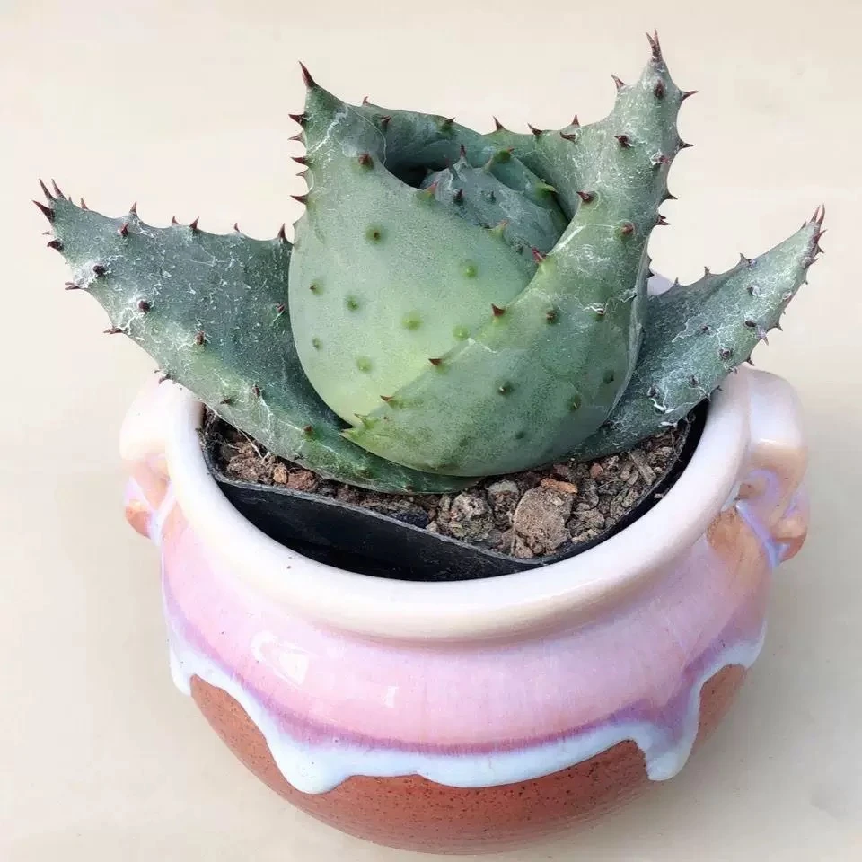 元宝芦荟多肉植物 裸根发货