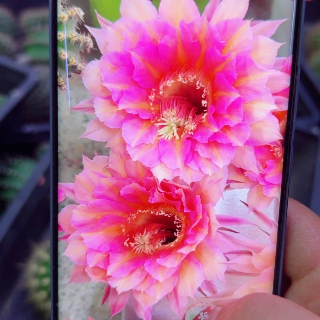 下89彩草仙6 歪无根侧芽3公分左右20包邮