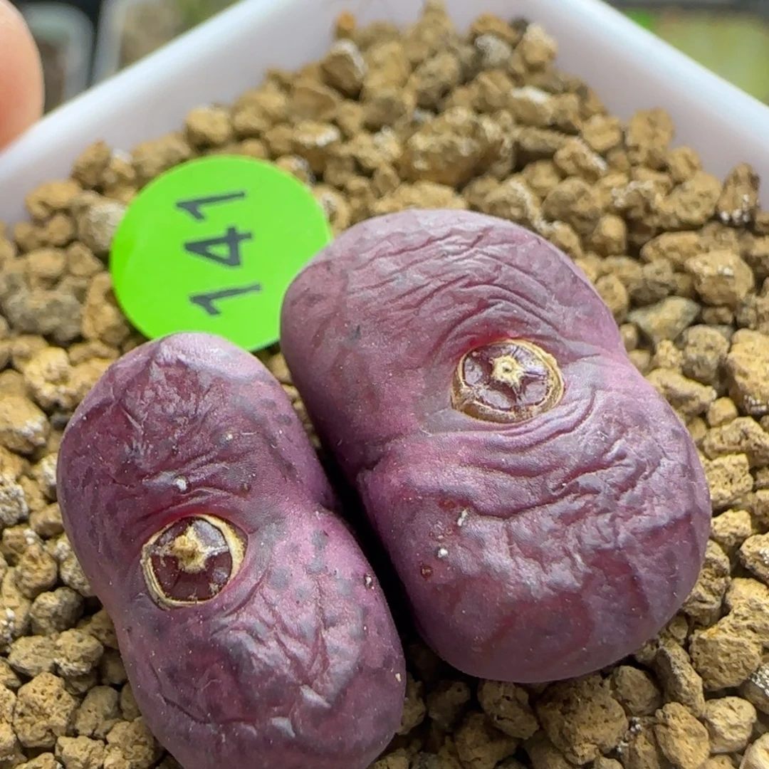 漂漂亮亮多肉植物141