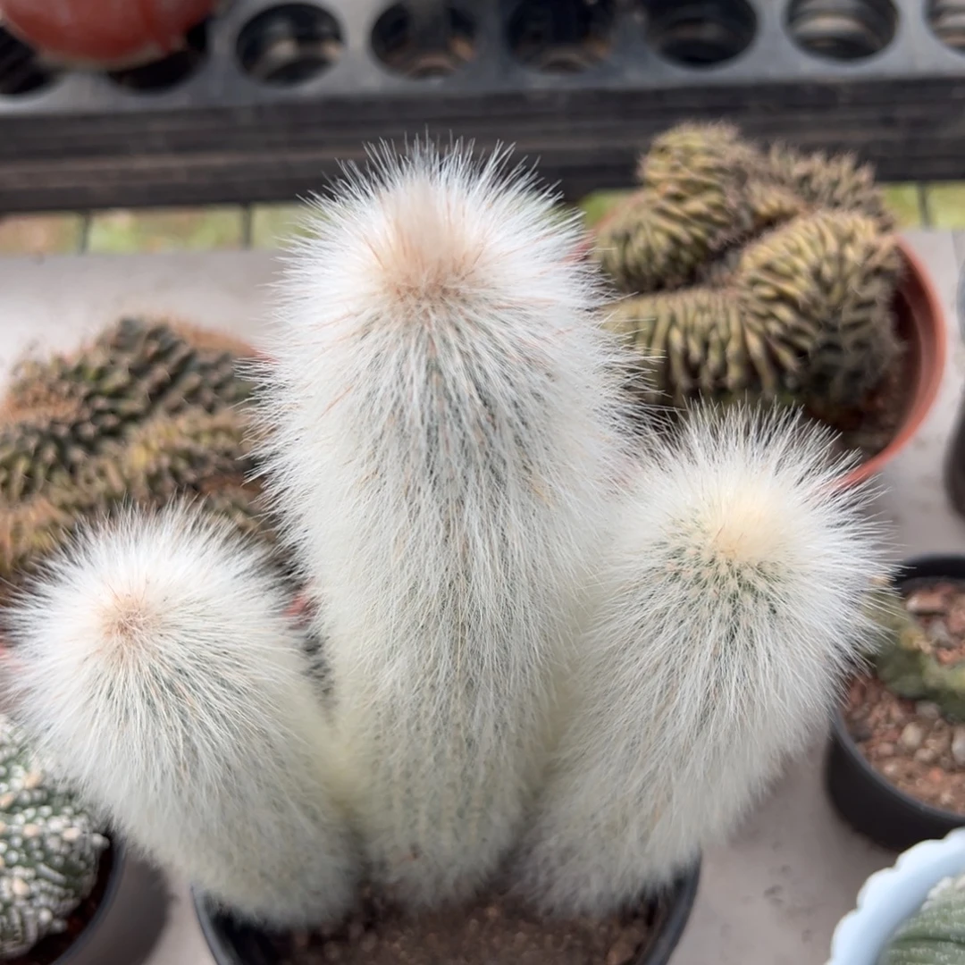 吹雪柱随机一颗。