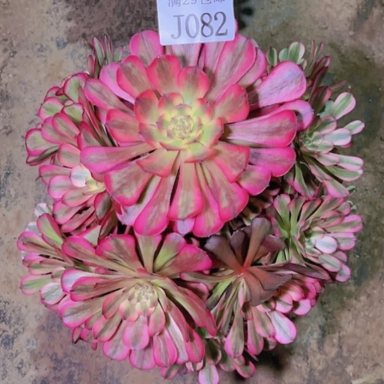 082维纳斯多肉植物