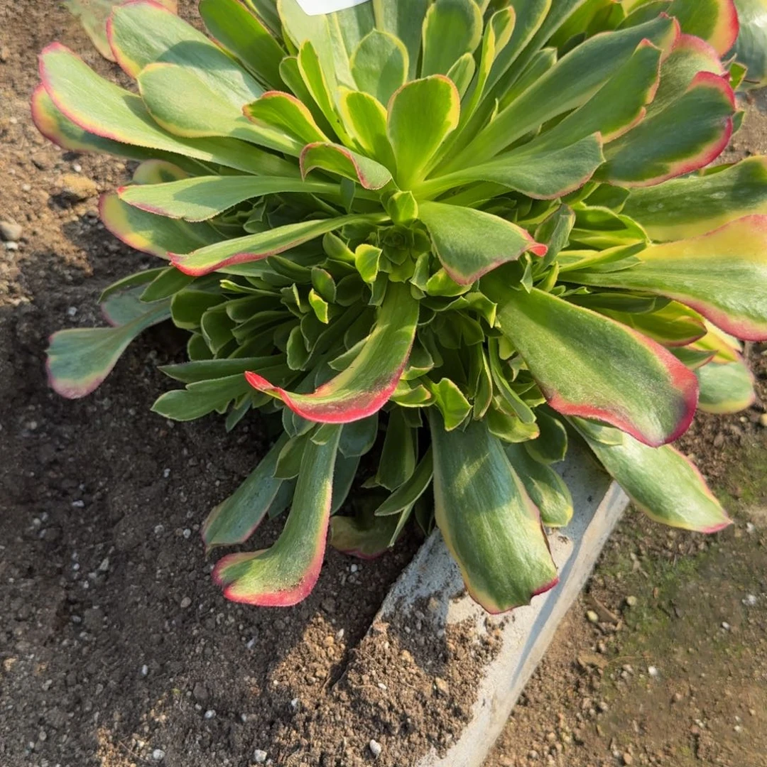 涛*a283特斯拉到秋天。多肉植物