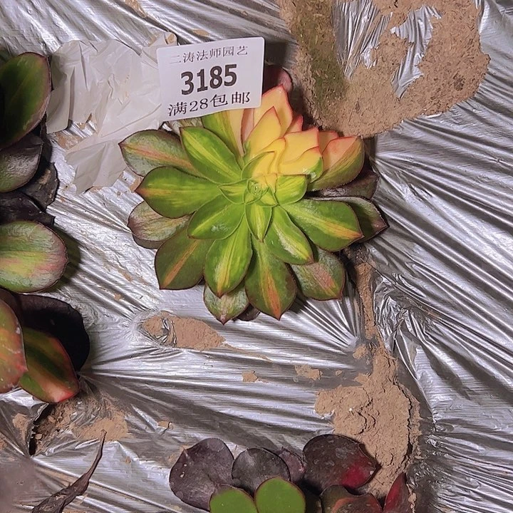罗****3185魅影七彩多肉植物