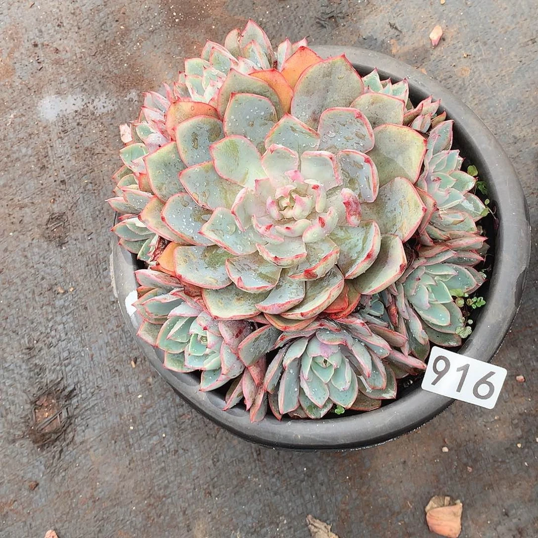 916赫拉 一物一拍多肉