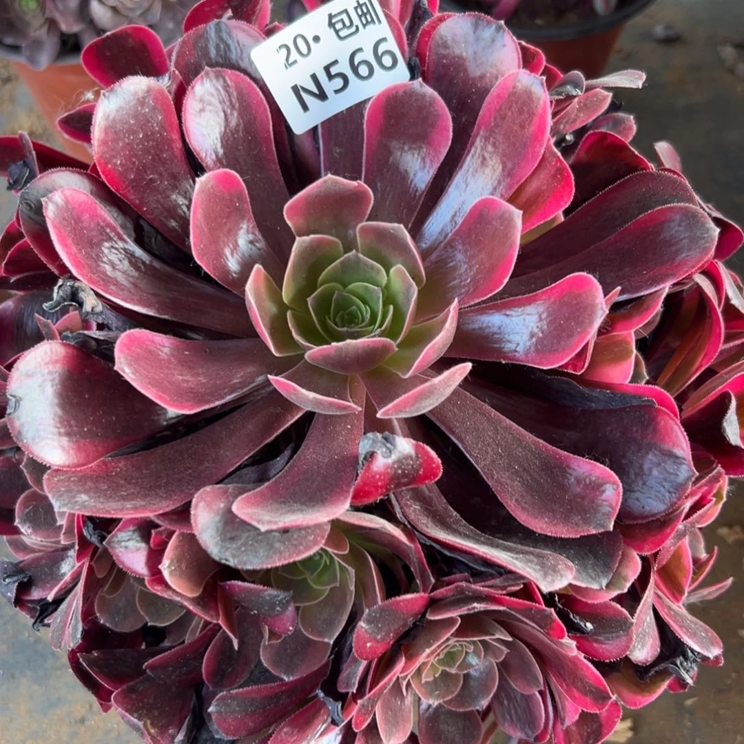 566凤冠20元包邮