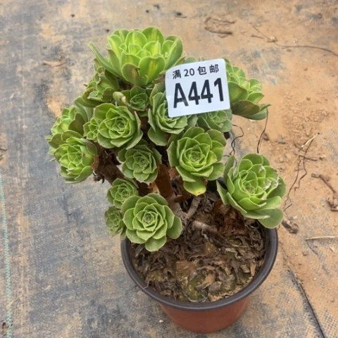 441琉璃翡翠不包断枝