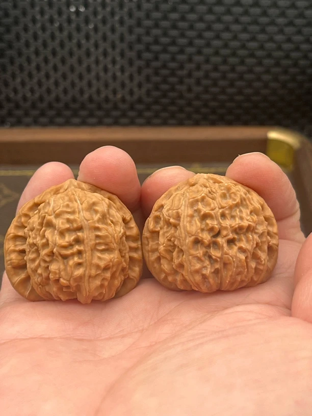 t4三角白矮桩秦皇岛山地果