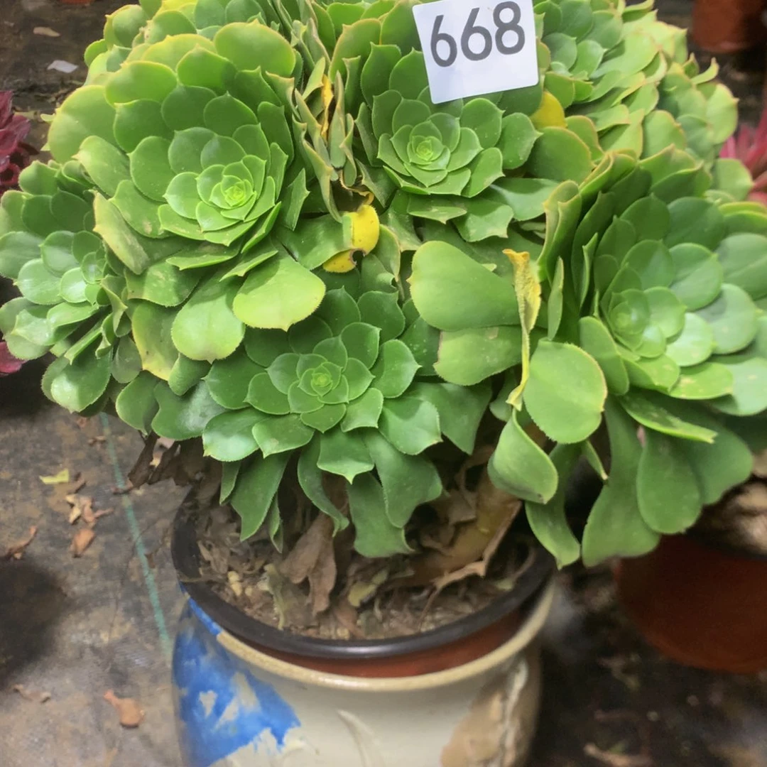 轩*668绿羊绒多肉植物