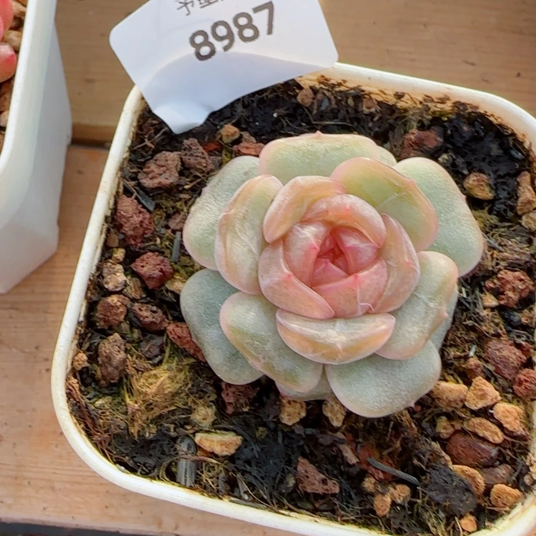 彩恋，8987多肉植物