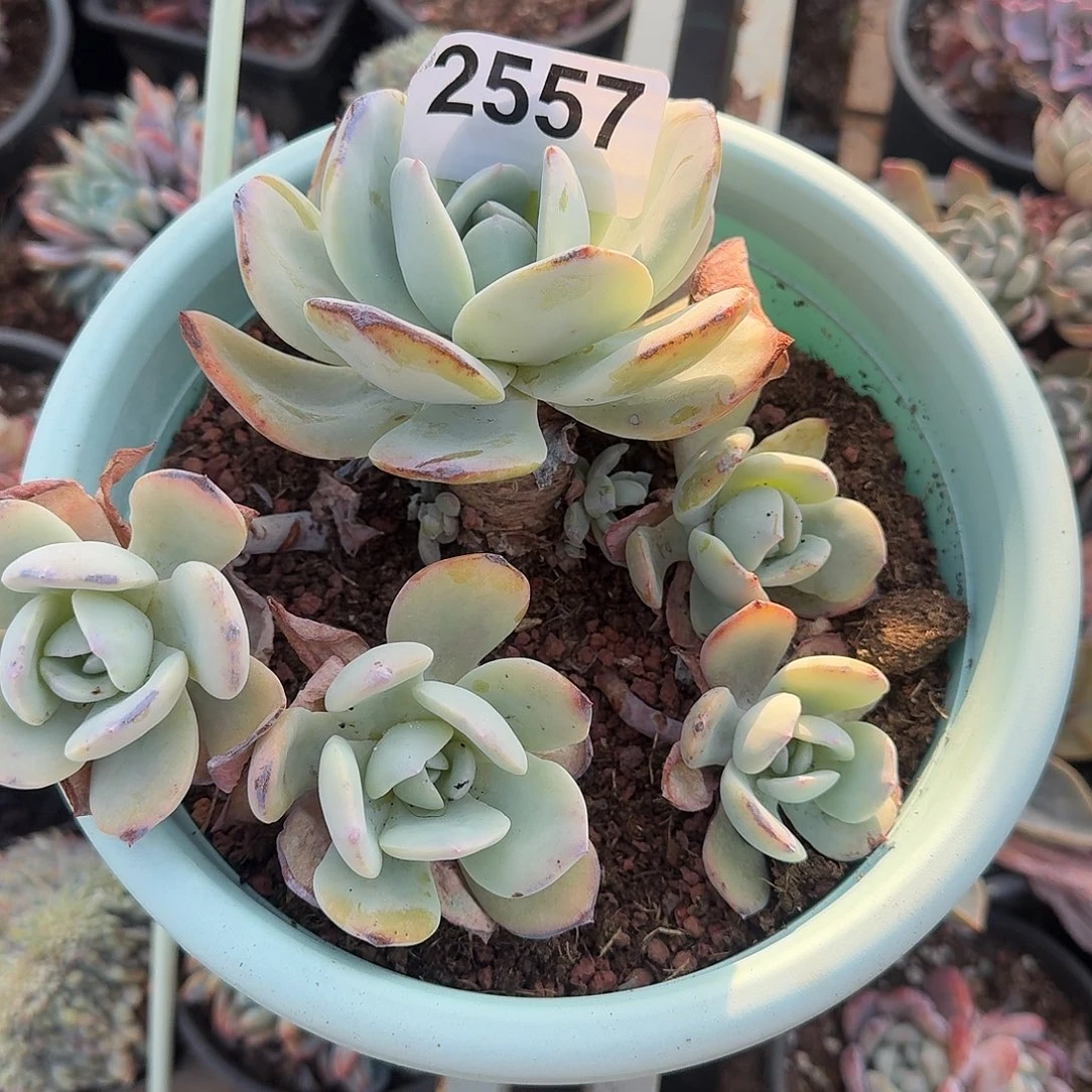 杨****ᴵ1233333333333336666