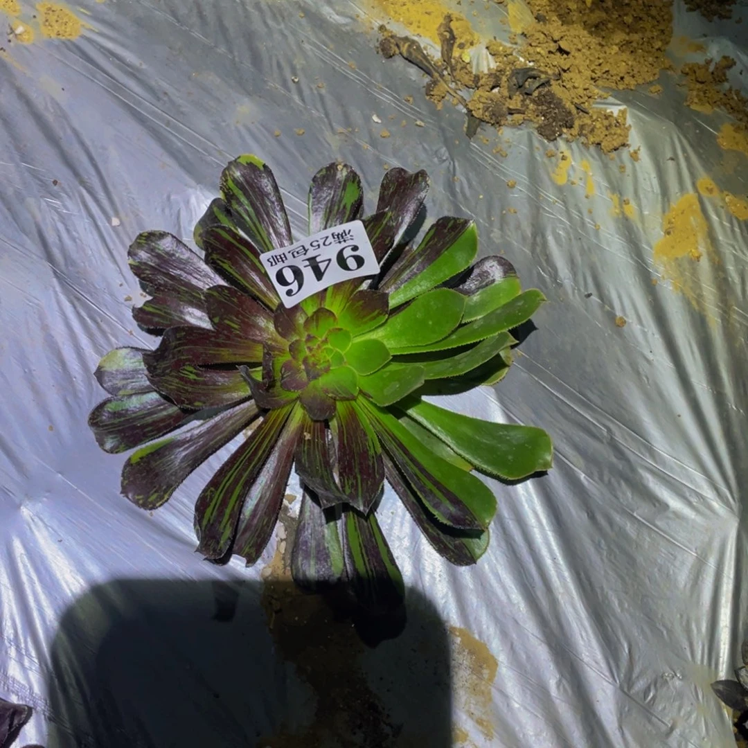 水墨丹青多肉植物946