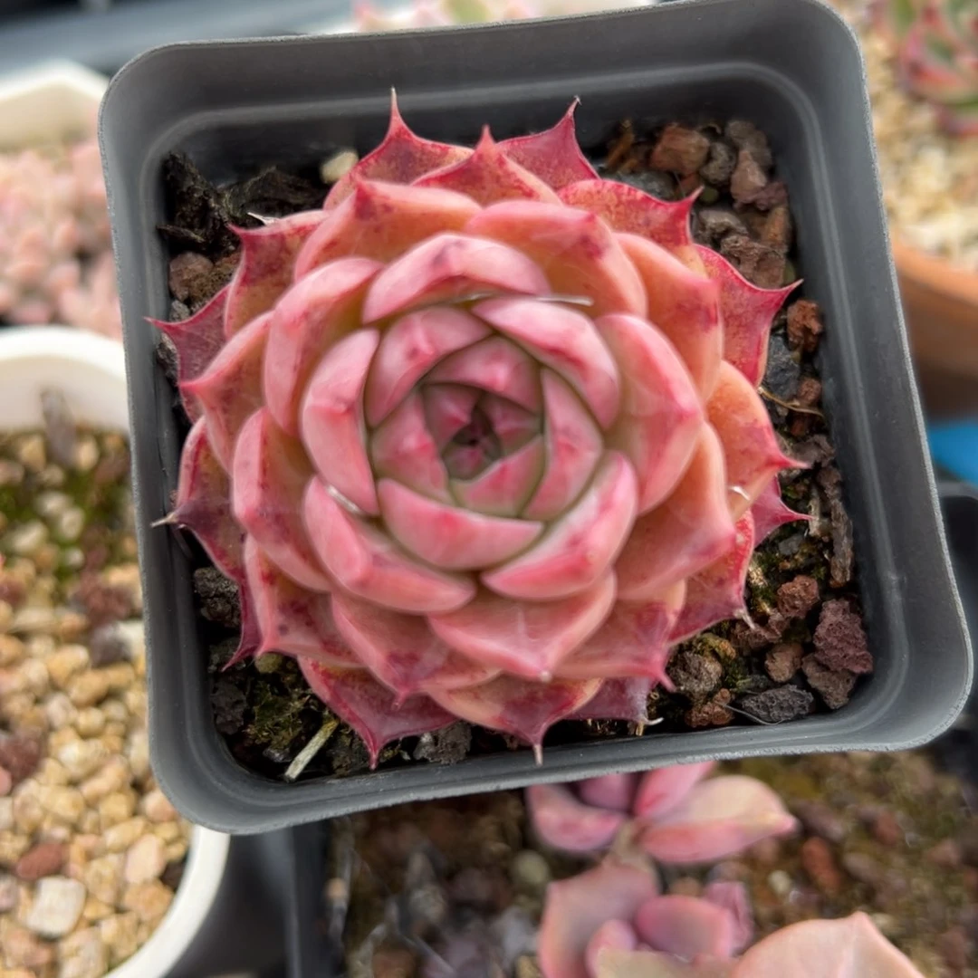 海螺精控多肉一物一拍