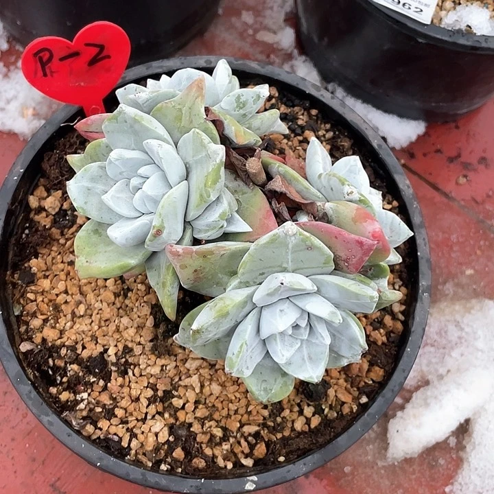 P*Z小鹿多肉一物一拍88888