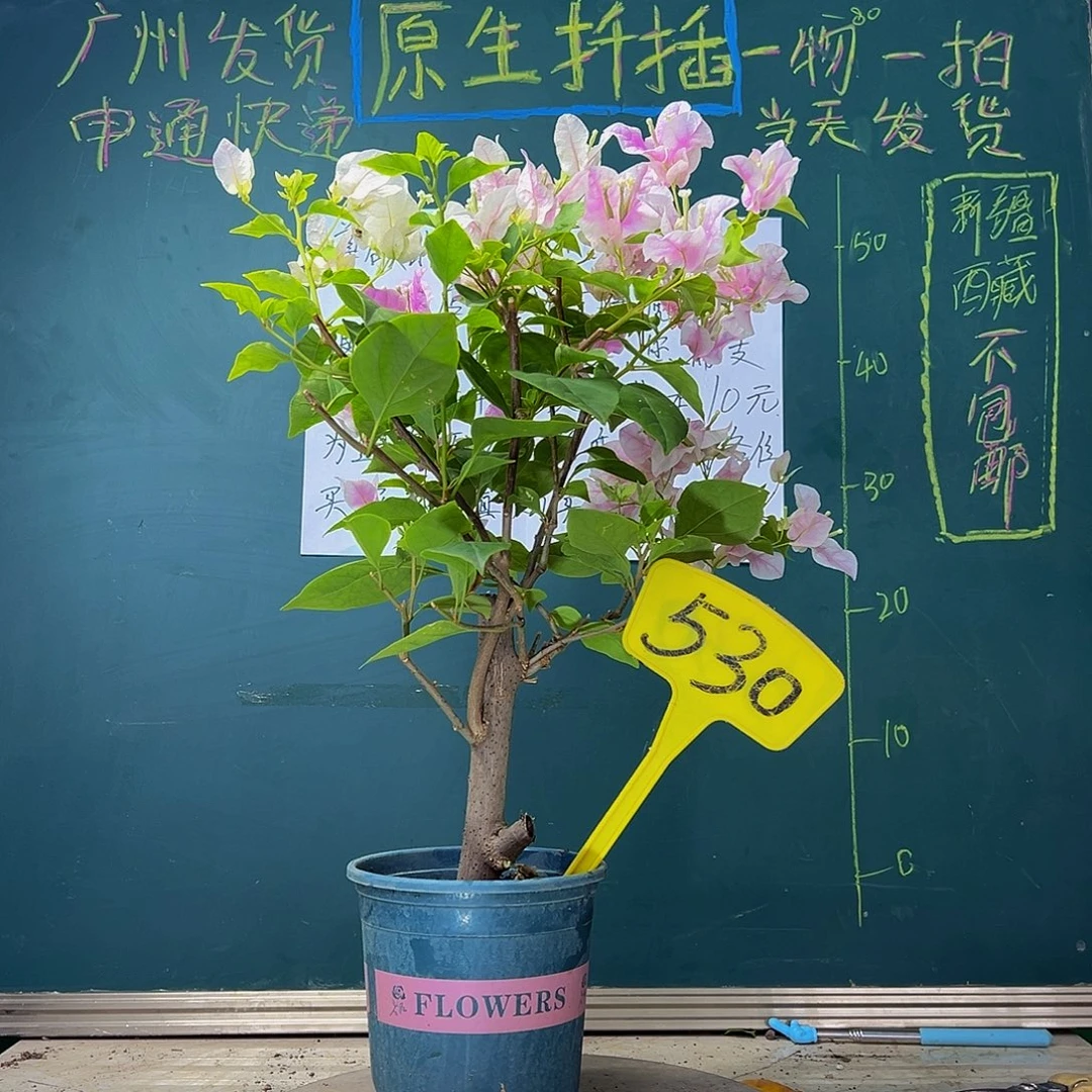 当前无花栽培后可以开花  粗杆 广红樱 530