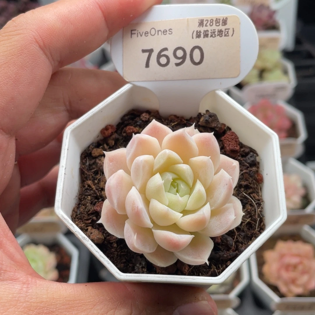 白月影7690-4.5厘米