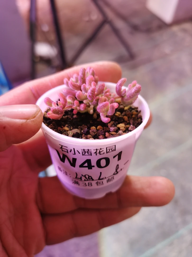 lisa-红宝石锦-多肉植物枝干番杏