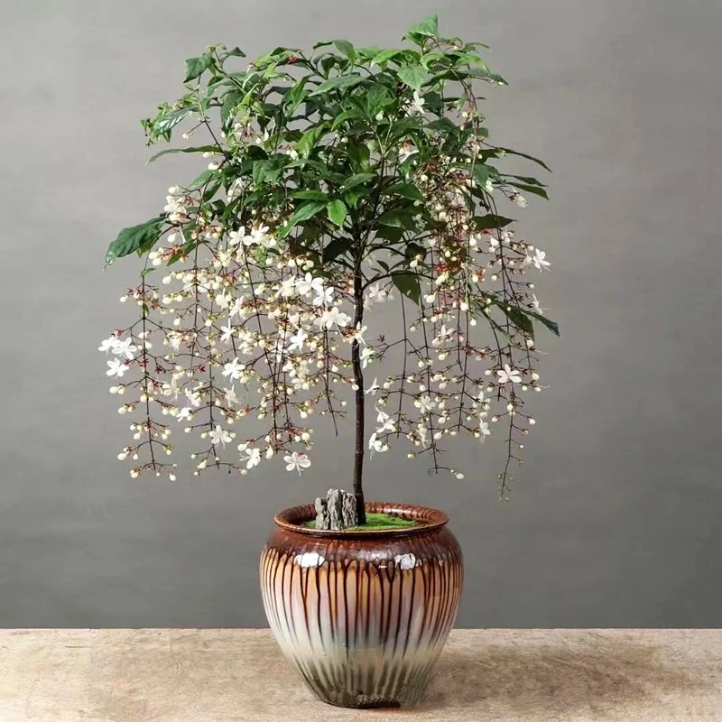 泰国垂丝茉莉花苗办公室年宵花卉室内观花植物当年开花苗