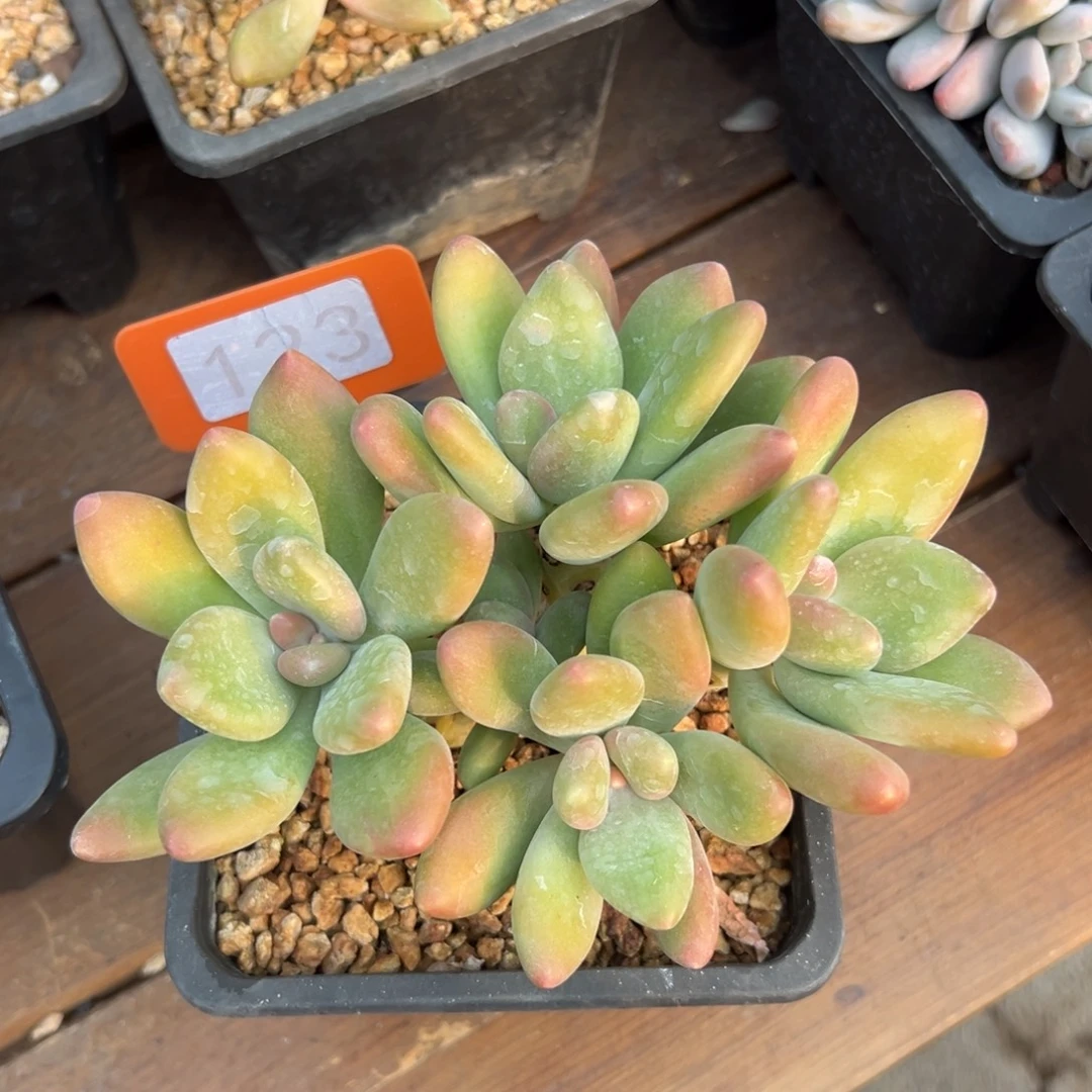 芒果奶111111111111