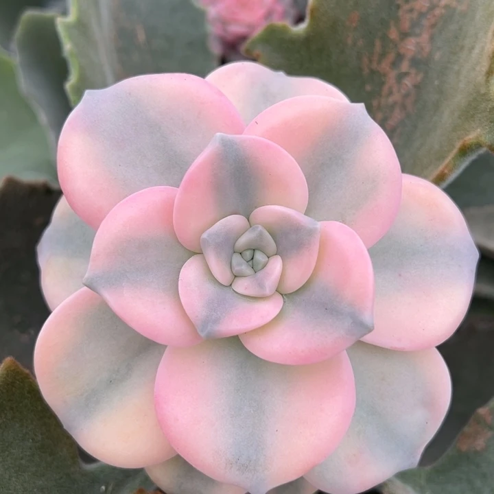 粉紫乐锦一物一拍不带架木