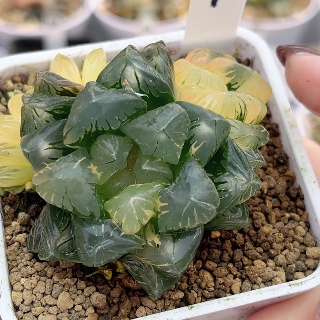 7老川灯芯玉露锦带仔fulizhuanc