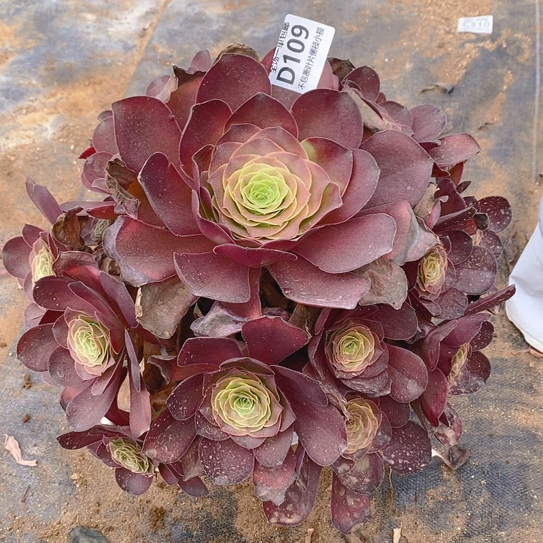 109魅金玫瑰多肉法师锦