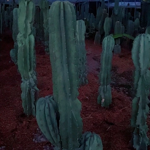 小***雨70公分左右象腿量天尺老桩