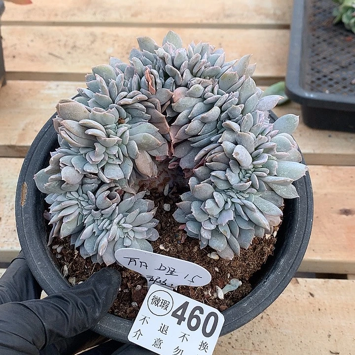 ****丽白茶缀化 默认瑕疵