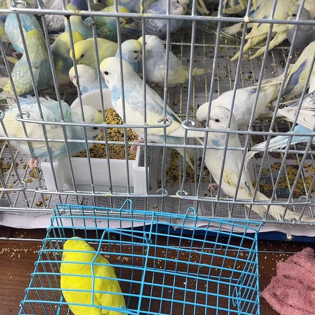 虎皮鹦鹉金彩鹦鹉