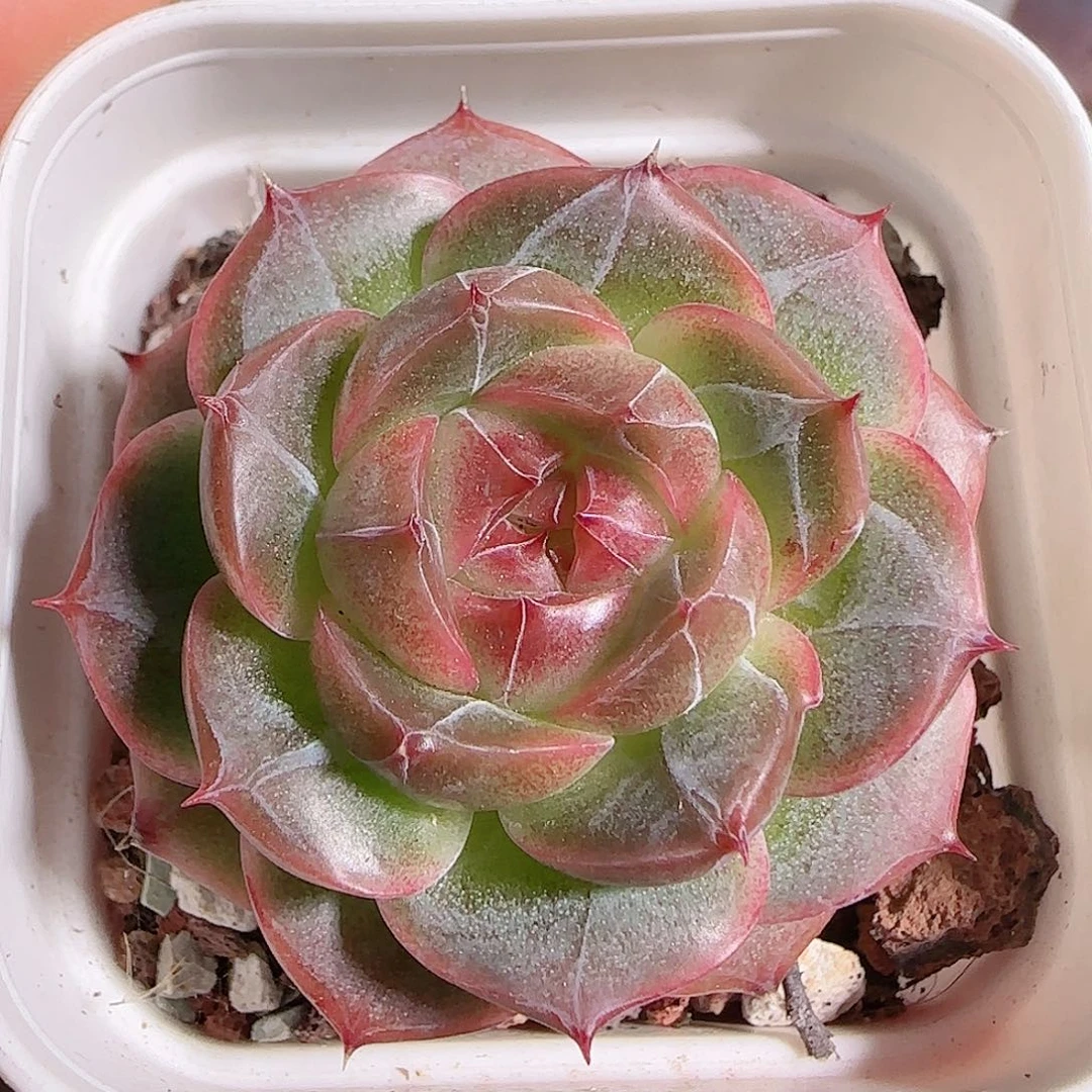 1106--125钻石珍妮