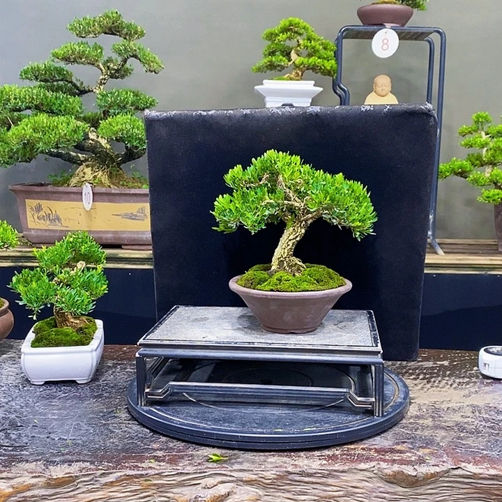 无花朵M黄杨盆景四季常青