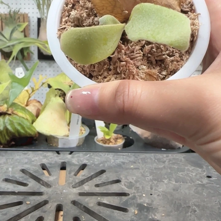 银凤鹿角蕨孢子苗