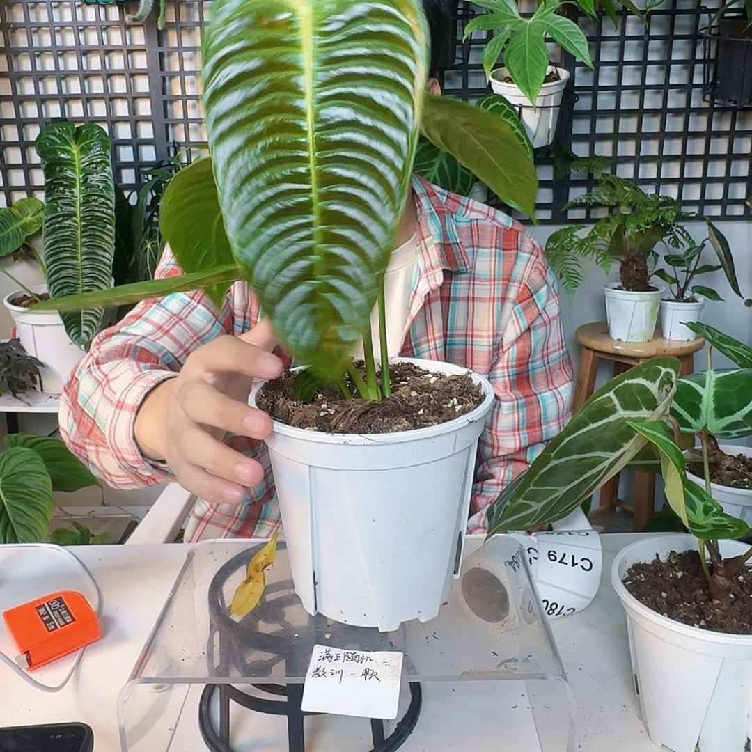 家***号完全开放一物一拍C175