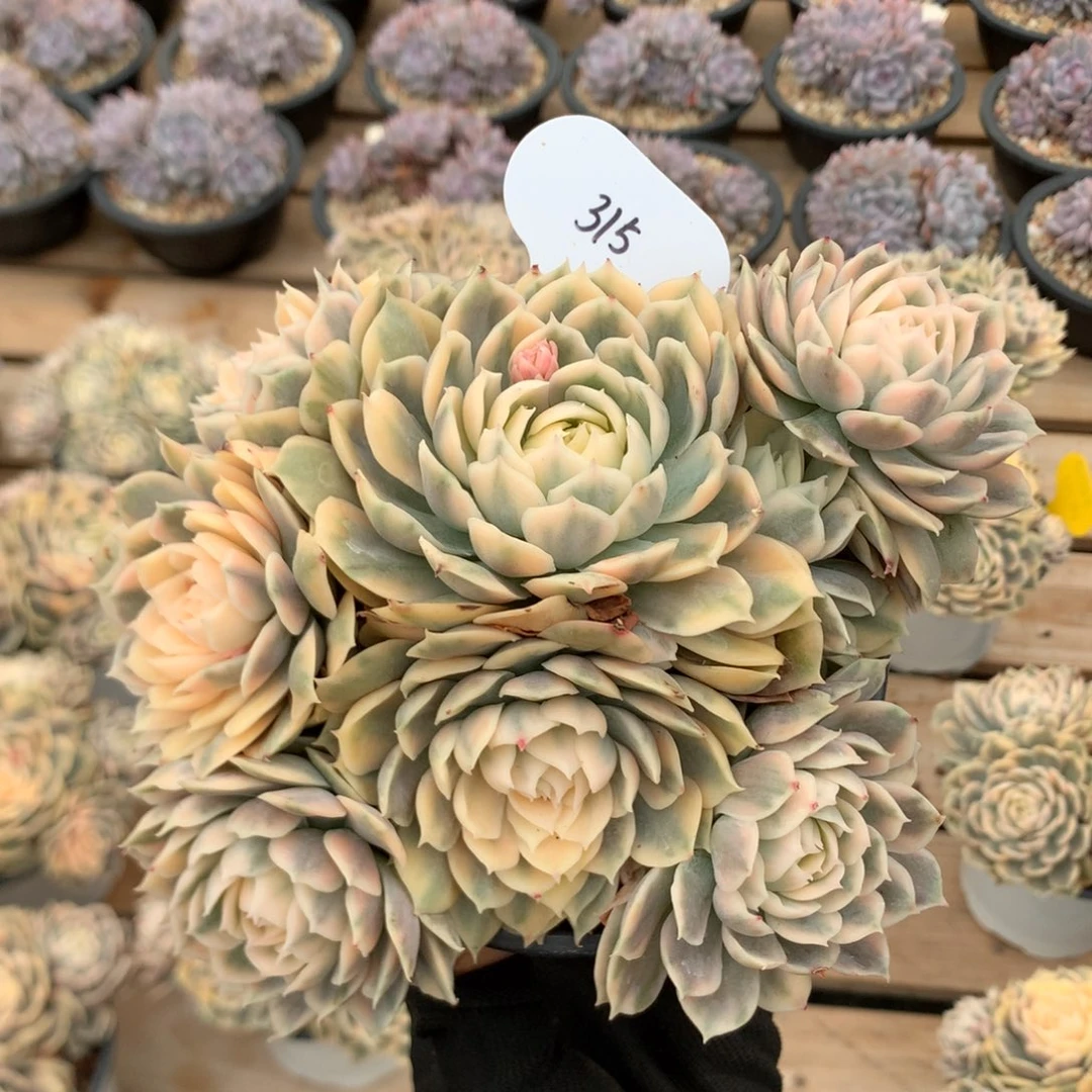 17厘米七头有砍昂斯诺锦 315