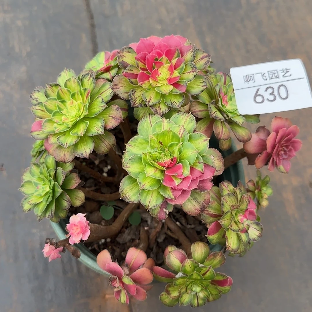 630多肉 知否福利法师